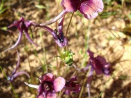 Diascia diffusa