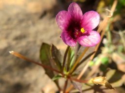 Diascia maculata flower