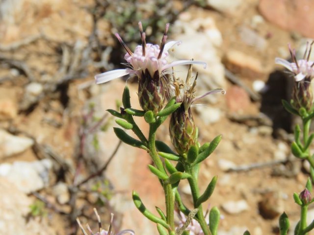 Dicoma fruticosa flowering
