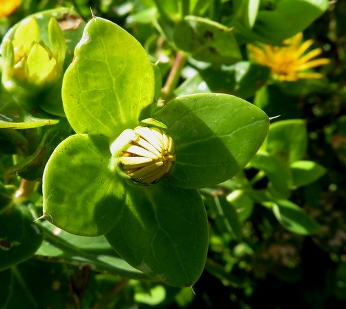 Didelta spinosa bud