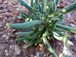 Didelta carnosa var. carnosa leaves