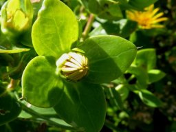 Didelta spinosa bud