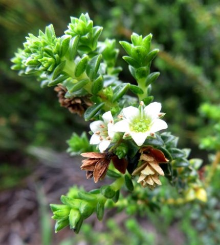 Diosma echinulata
