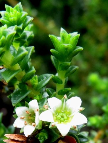 Diosma echinulata flowers