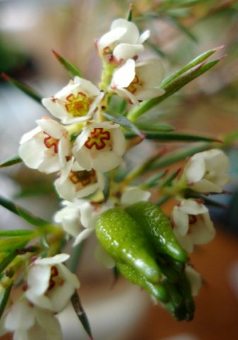 Diosma hirsuta
