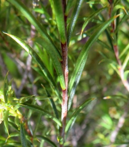 Diosma hirsuta stem