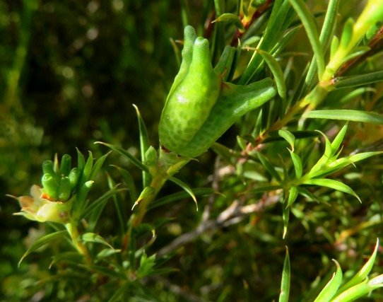 Diosma hirsuta gland-dotted fruit