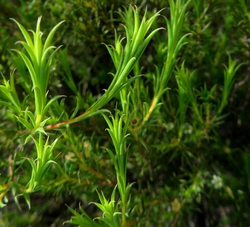 Diosma hirsuta leaves