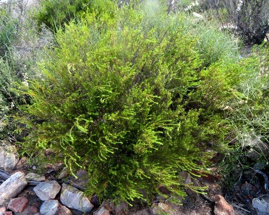 Diosma hirsuta shrublet