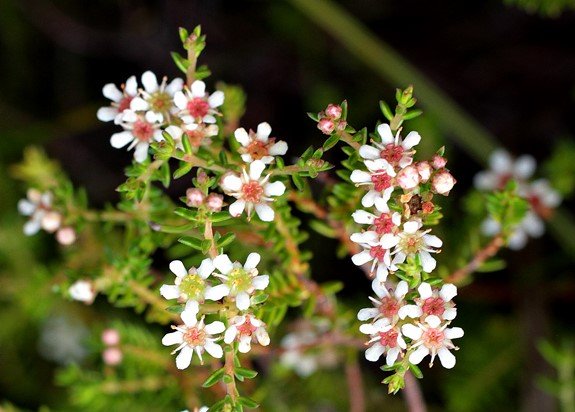 Diosma oppositifolia