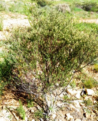 Diosma pedicellata