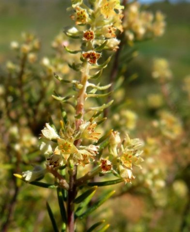 Diosma pedicellata flowers