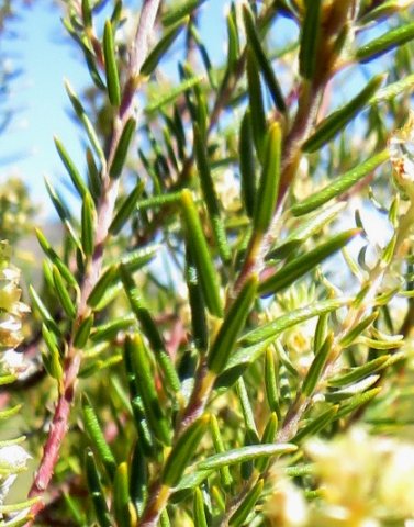 Diosma pedicellata leaves