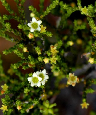 Diosma prama flowers