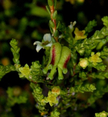 Diosma prama fruit