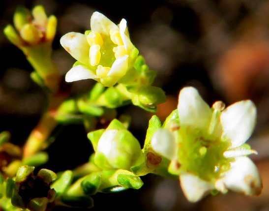 Diosma prama floral stages