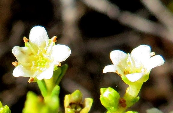 Diosma prama floral stars