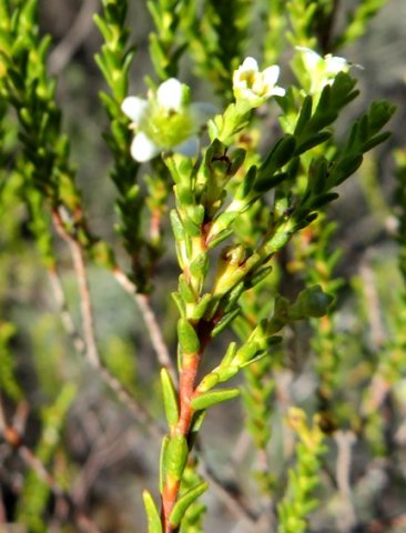 Diosma prama leaves