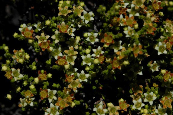 Diosma prama 