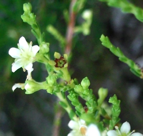 Diosma prama flower and developing fruit