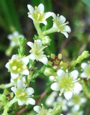 Diosma prama flowers