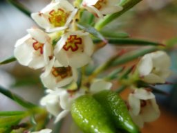 Diosma hirsuta