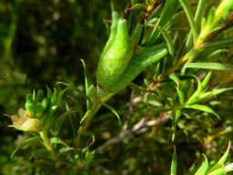 Diosma hirsuta gland-dotted fruit