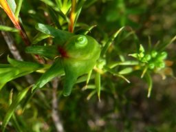 Diosma hirsuta fruit red-tipped