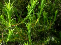 Diosma hirsuta leaves