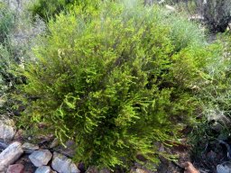 Diosma hirsuta shrublet
