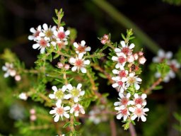 Diosma oppositifolia