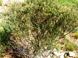 Diosma pedicellata