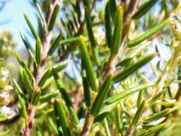Diosma pedicellata leaves