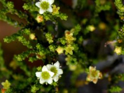 Diosma prama flowers