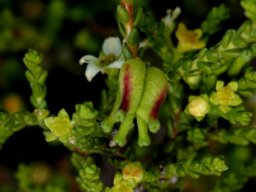 Diosma prama fruit