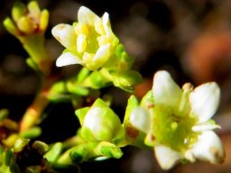 Diosma prama floral stages