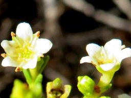Diosma prama floral stars