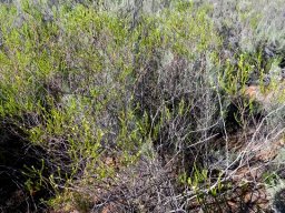 Diosma prama shrub
