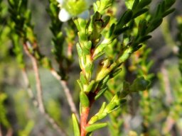 Diosma prama leaves