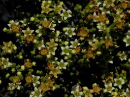 Diosma prama 