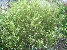 Diosma