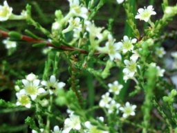 Diosma prama stem colour change