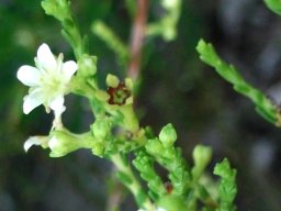 Diosma prama flower and developing fruit