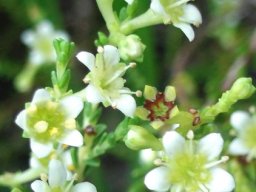 Diosma prama flowers