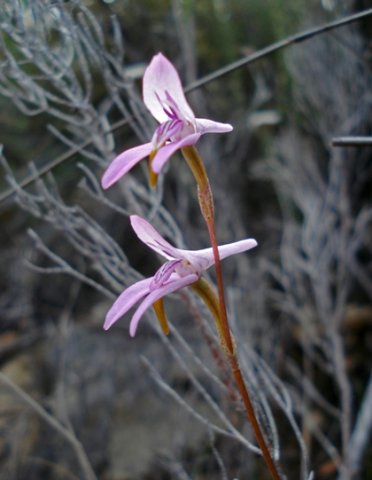 Disa bifida floral lip
