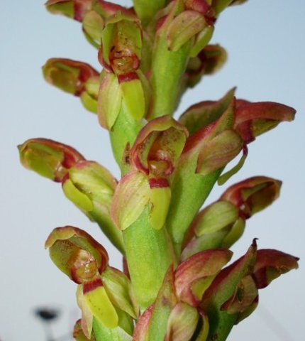 Disa brevicornis flowers