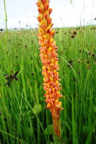 Disa chrysostachya