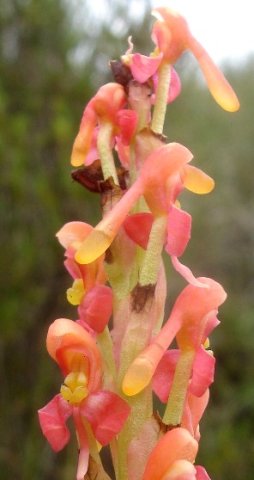 Disa chrysostachya