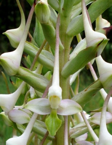 Disa cooperi long spurs