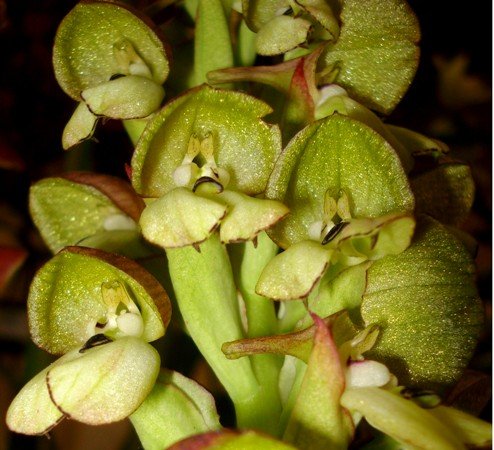 Disa cornuta at night